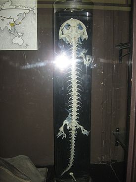 Giant salamander skeleton.JPG