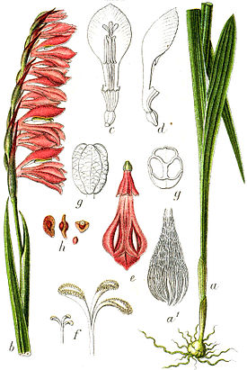 Gladiolus sp Sturm53.jpg