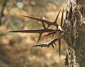 Gleditschia-triacanthos-espinas.jpg