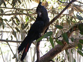 Glossy Black Cockatoo (Calyptorhynchus lathami).jpg