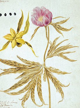 Gmelin - Flora Sibirica - Paeonia anomala L.jpg