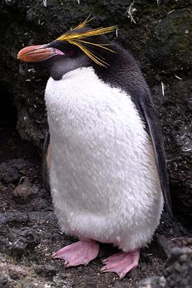 Пингвин Макарони