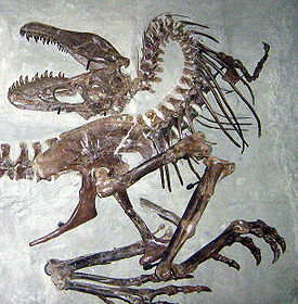 Sub-adult Gorgosaurus specimen in "death pose", Royal Tyrrell Museum of Palaeontology