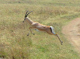Grant's Gazelle, jumping, Serengeti.jpg