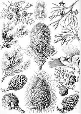 Haeckel Coniferae.jpg