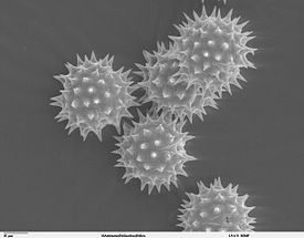 275px Helianthus annuus pollen 1