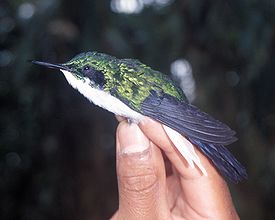 Черноухий колибри