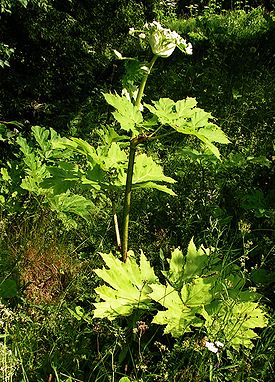 Heracleum sosnowskyi20090702 099.jpg