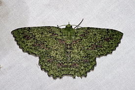 Herochroma baibarana