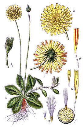 Hieracium pilosella Sturm56.jpg