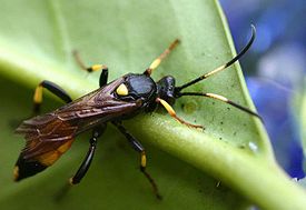 Ichneumon