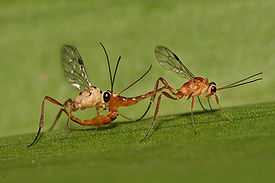Ichneumonidae mating.jpg