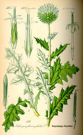 Illustration Echinops sphaerocephalus0.jpg