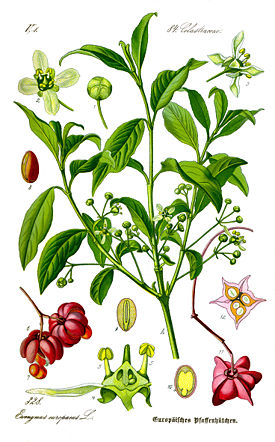 Illustration Euonymus europaea0.jpg