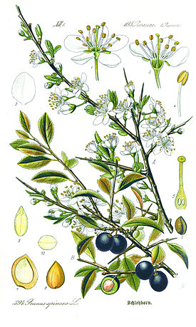 275px Illustration Prunus spinosa1