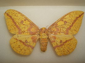 Imperial moth female sjh.JPG