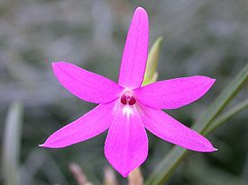 Isabelia violacea.jpg