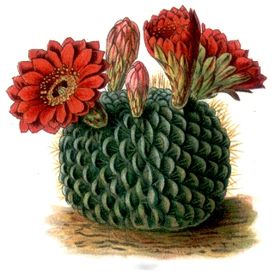 Kaktusy echinocactus cinnabarinus.jpg