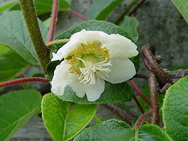 Actinidia deliciosa