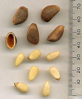 KoreanPineSeeds.jpg