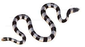 Laticauda colubrina.jpg