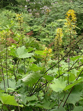 Ligularia stenocephala.jpg