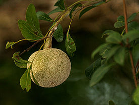 Limonia acidissima syn Limonia elephantum or Fernonia limonia (wood-apple) in Talakona forest, AP W IMG 8333.jpg