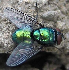 Зелёная падальная муха Lucilia sp.