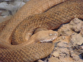 Macrovipera schweizeri.JPG