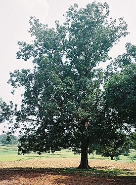 Mahuwa tree in Chattisgarh.jpg