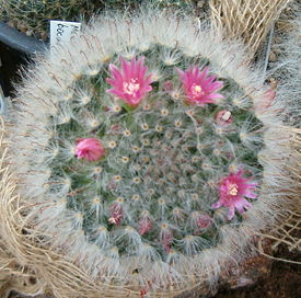 Mammillaria bocasana HabitusFlowers Bln0906.jpg