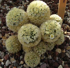 Mammillaria carmenae c-1281 - 01A.jpg