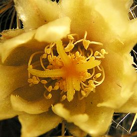 Mammillaria prolifera20100328 19.jpg