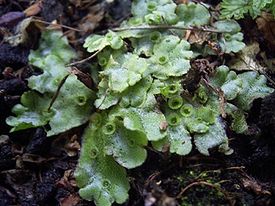 Маршанция многообразная (Marchantia polymorpha)