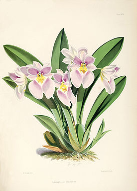 Miltoniopsis vexillaria