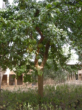 Калебасовое дерево