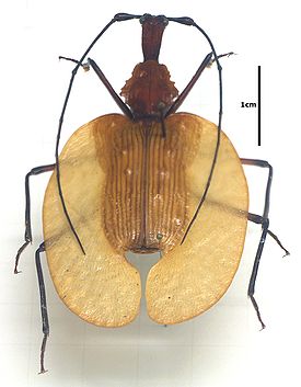 Mormolyce
