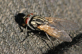 Комнатная муха