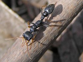 Чёрный муравей-бульдог