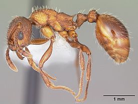 Myrmica brevispinosa