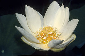 Nelumbo lutea blossom.jpeg