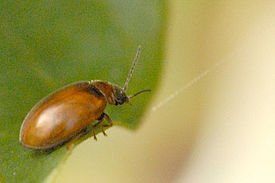 Neocrepidodera