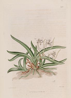 Neofinetia falcata (as Limodorum falcatum) - Bot. Reg. 4 pl.283 (1818).jpg