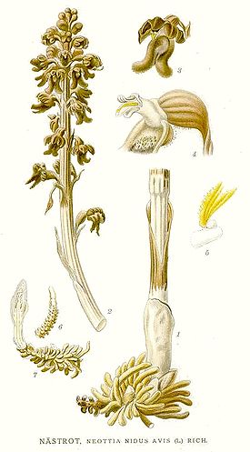 Neottia nidus-avis Nordens Flora 412.jpg