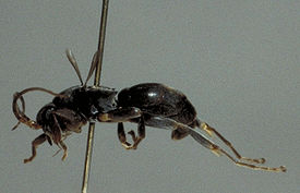 Rhopalosomatidae