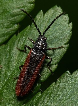 Omalisus.fontisbellaquaei.top.jpg