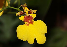 Oncidium Varicosum03.JPG