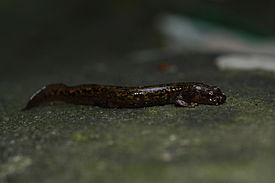 Onychodactylus fischeri01.jpeg