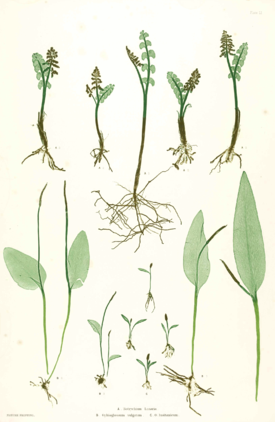 Ophioglossaceae spp Moore51.png