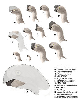 Oviraptoridae